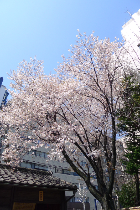 桜の名所 しだれ桜が見頃の乃木神社に参拝 隣接する乃木公園もおすすめ 港区 すきなものたち