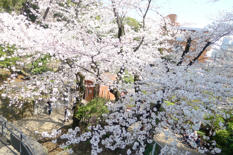 桜の名所 しだれ桜が見頃の乃木神社に参拝 隣接する乃木公園もおすすめ 港区 すきなものたち