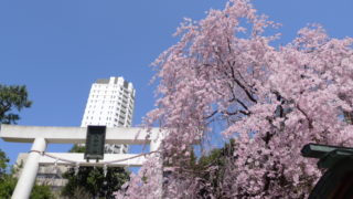 乃木神社 しだれ桜